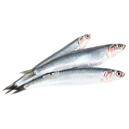 Anchoa mostrador.